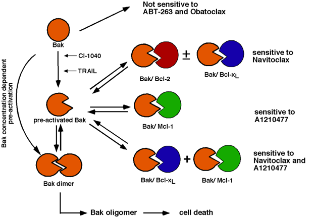 determinant of drug sensitivity in malignant lymphohematopoietic